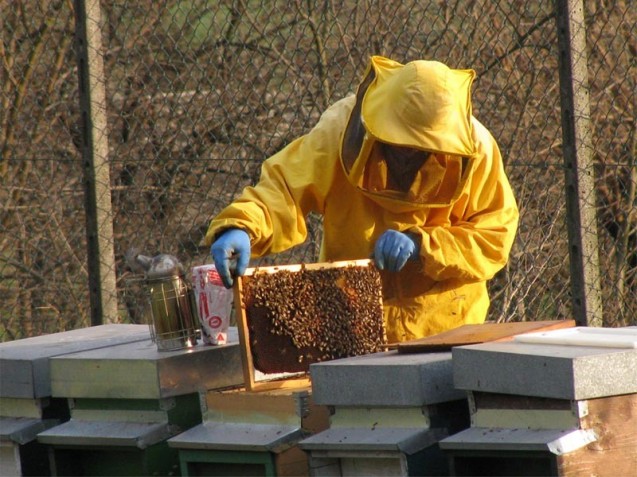 Apicoltura: aggiornata tabella acaricidi consentiti per il controllo della varroatosi delle api