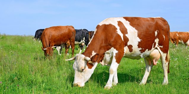 Campania, vaccinazione contro il carbonchio ematico degli ovini, bovini, caprini ed equidi