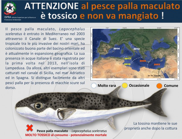 ISPRA sulla diffusione del Lagocephalus sceleratus: il pesce palla maculato è tossico
