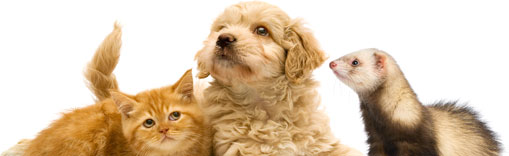 Scambi e importazioni nell’Unione di cani, gatti e furetti, nuove norme in GU 12 Maggio 2015