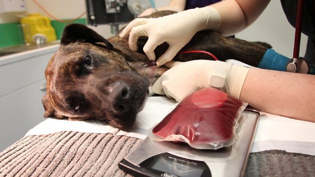 Linee guida trasfusioni veterinarie